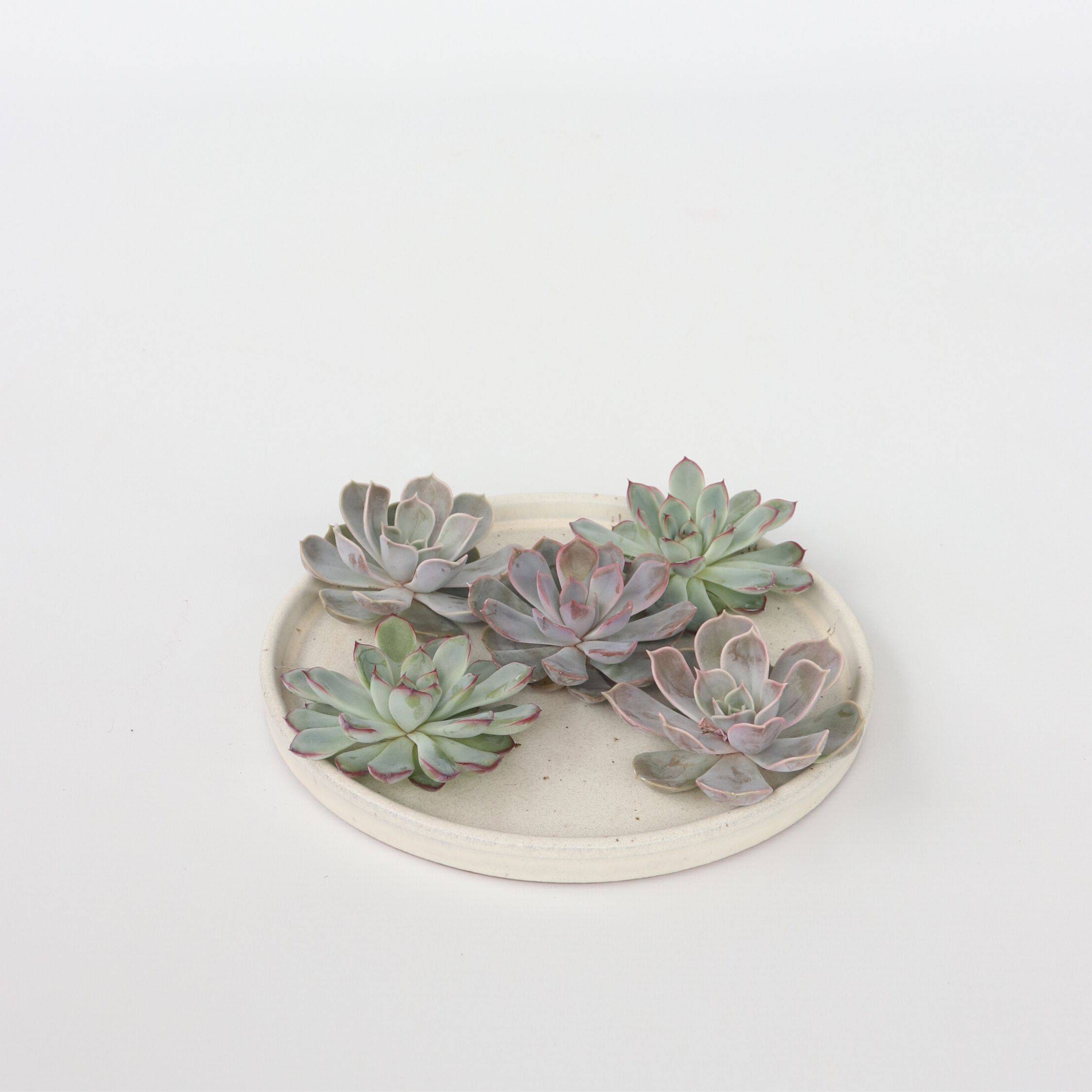 Bricolage décorative - Set de 5 - Echeveria lilacina - Hauteur 7cm - Image 2