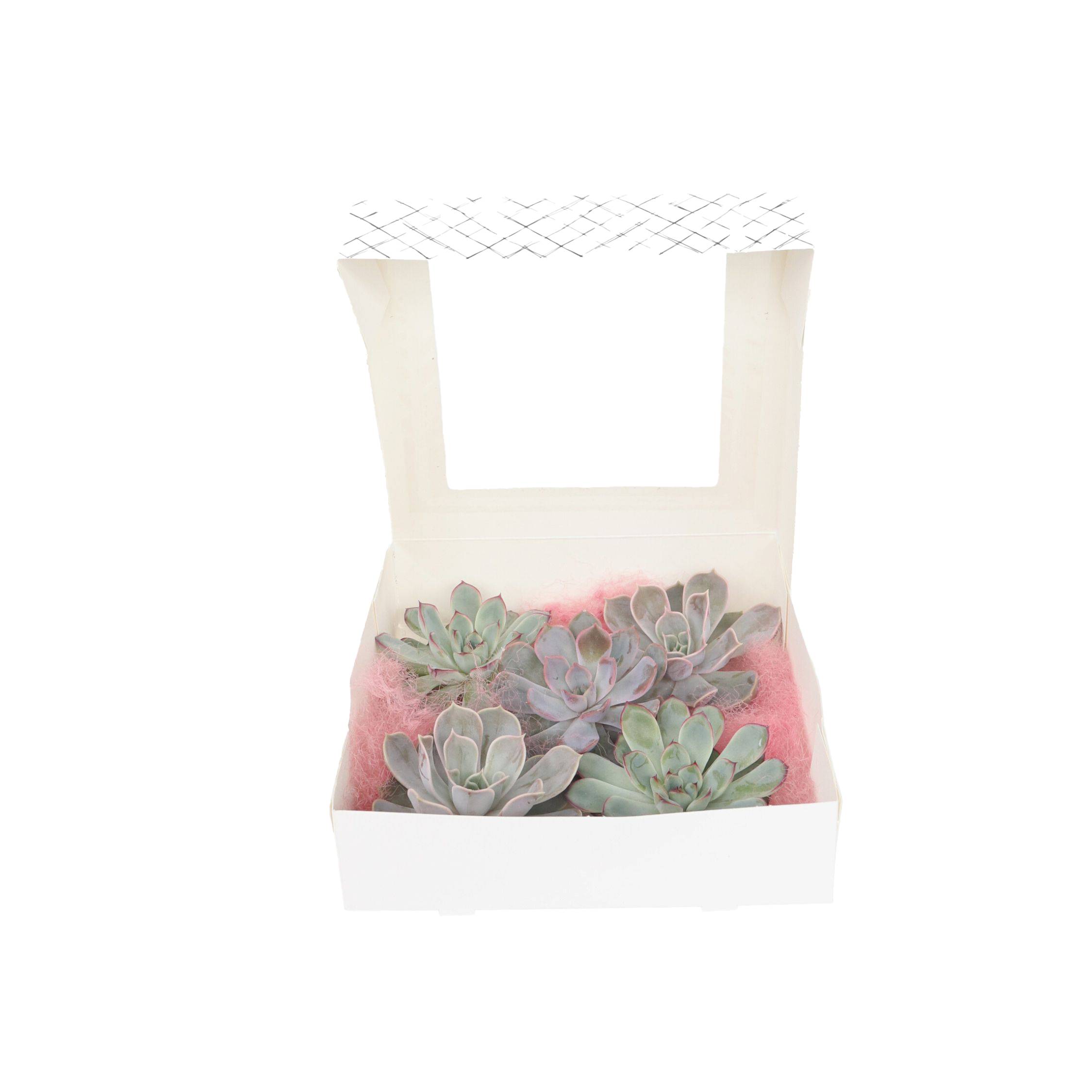 Bricolage décorative - Set de 5 - Echeveria lilacina - Hauteur 7cm - Image 1