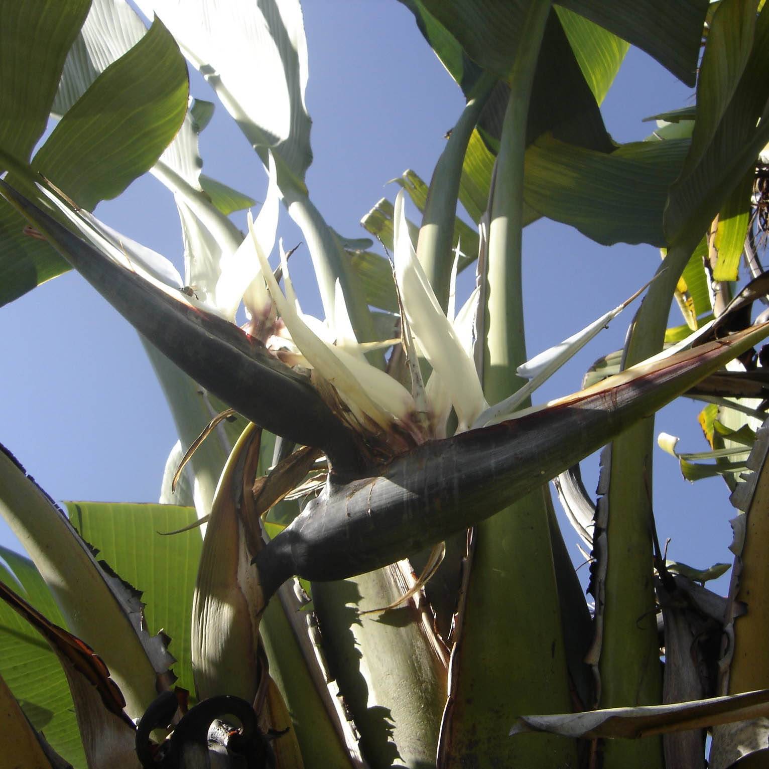 Strelitzia augusta (alba) - Oiseau de Paradis blanc Pot de 30L/35L