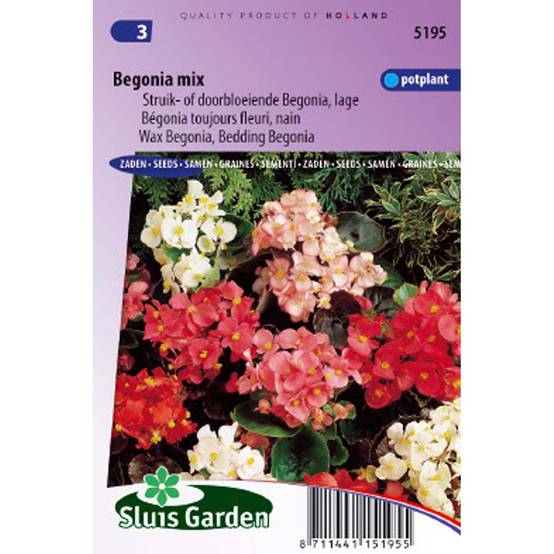 Graines de Bégonia semperflorens nain le sachet de 700 graines environ (0,01g)