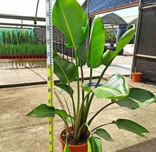 Sans Marque - Strelitzia augusta ou strelitzia alba (Oiseaux du paradis géant) Couleur floraison:blanc et bleu - Taille:Pot de 25L- 125/150cm - Imagen 3