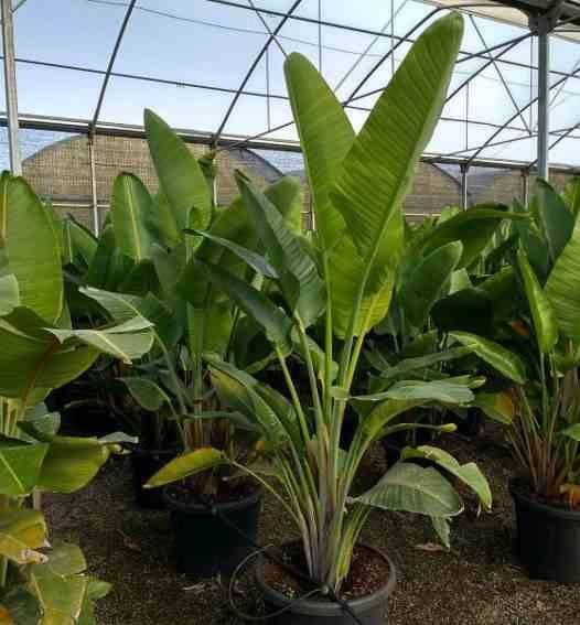 Sans Marque - Strelitzia augusta ou strelitzia alba (Oiseaux du paradis géant) Couleur floraison:blanc et bleu - Taille:Pot de 25L- 125/150cm - Imagen 4