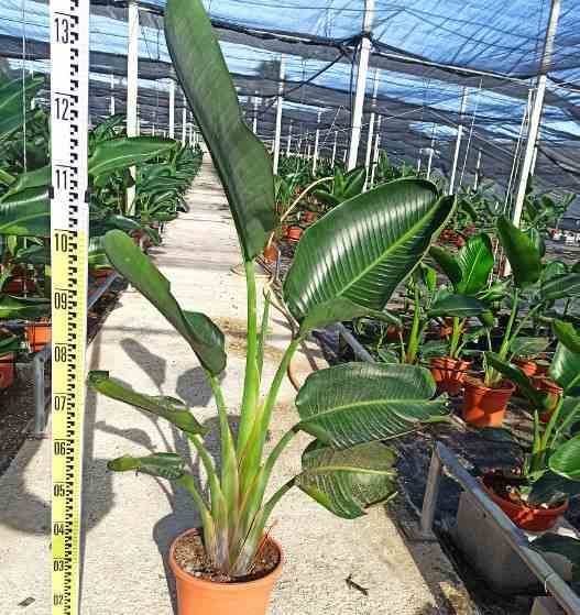 Sans Marque - Strelitzia augusta ou strelitzia alba (Oiseaux du paradis géant) Couleur floraison:blanc et bleu - Taille:Pot de 25L- 125/150cm - Imagen 1