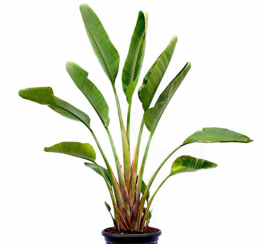 Sans Marque - Strelitzia augusta ou strelitzia alba (Oiseaux du paradis géant) Couleur floraison:blanc et bleu - Taille:Pot de 25L- 125/150cm - Imagen 2