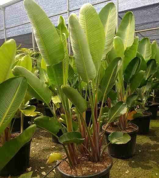 Sans Marque - Strelitzia augusta ou strelitzia alba (Oiseaux du paradis géant) Couleur floraison:blanc et bleu - Taille:Pot de 25L- 125/150cm - Imagen 5