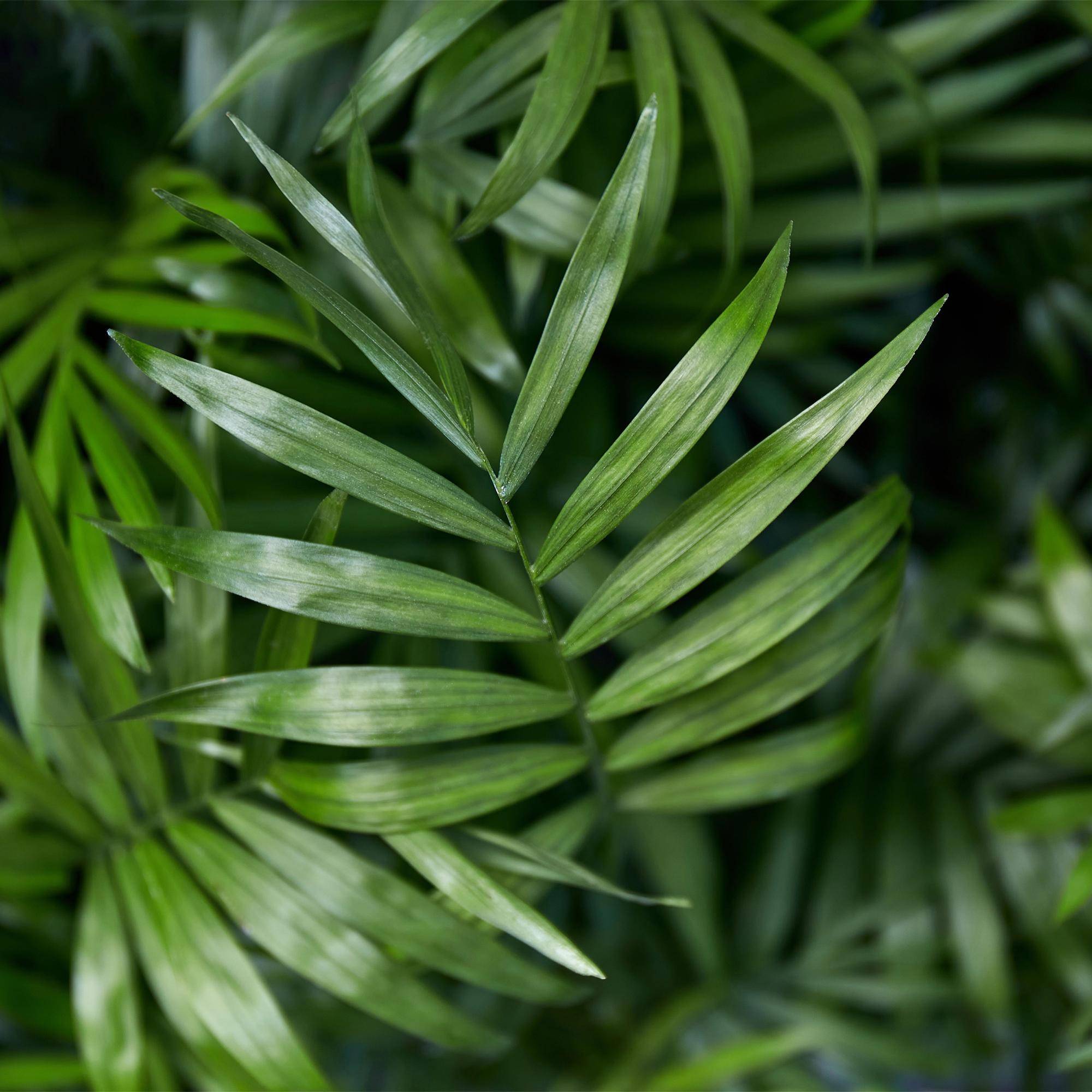 La Green Touch - Chamaedorea Elegans - H40cm - Image 5
