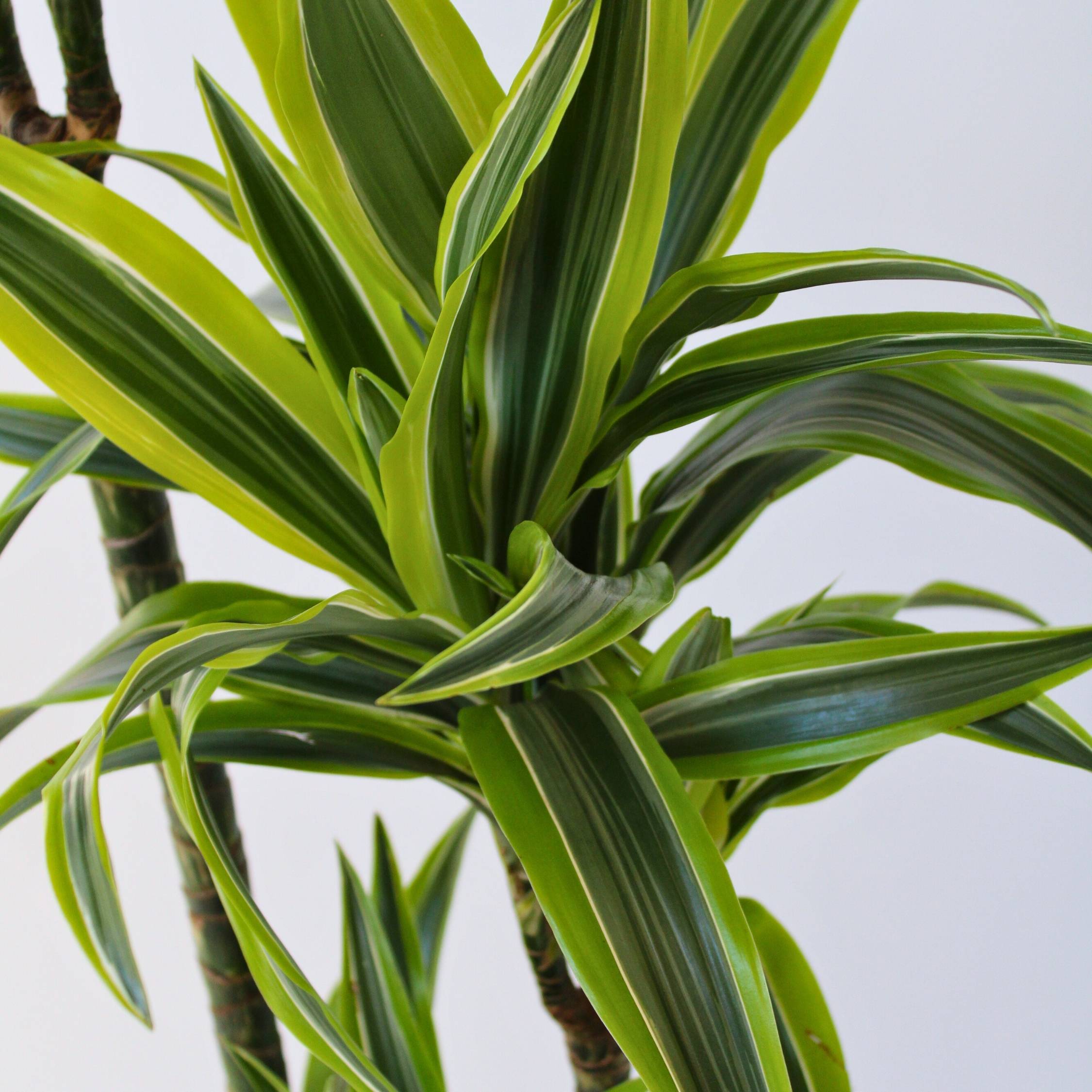 Dragonnier - Dracaena 'Lemon Lime' - Hauteur 130-140cm - ⌀24cm - Image 3