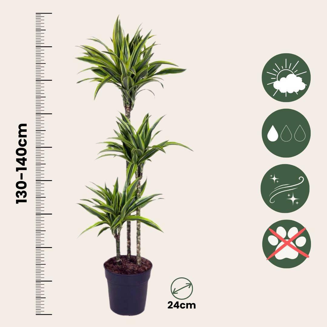 Dragonnier - Dracaena 'Lemon Lime' - Hauteur 130-140cm - ⌀24cm - Image 4