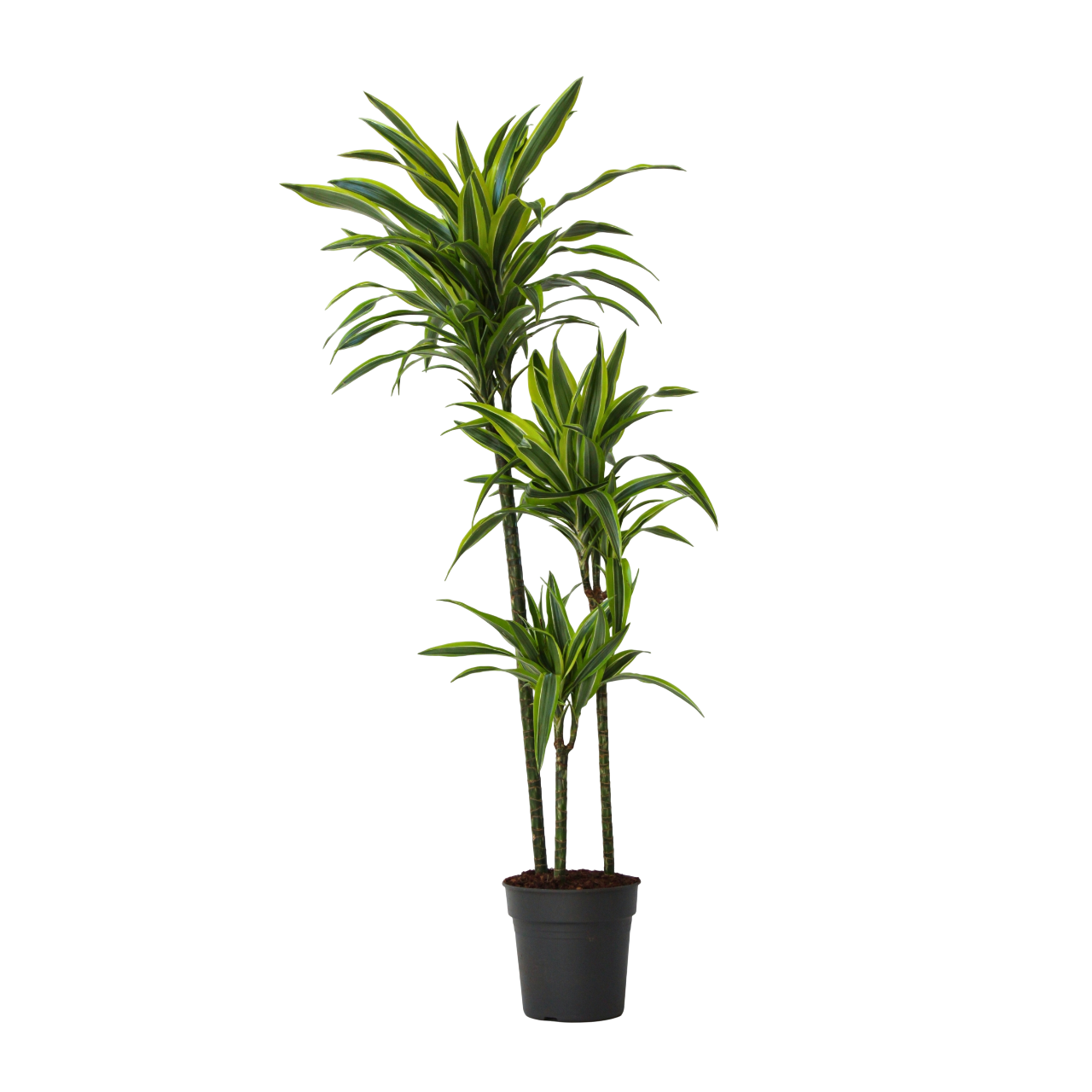 Dragonnier - Dracaena 'Lemon Lime' - Hauteur 130-140cm - ⌀24cm - Image 1