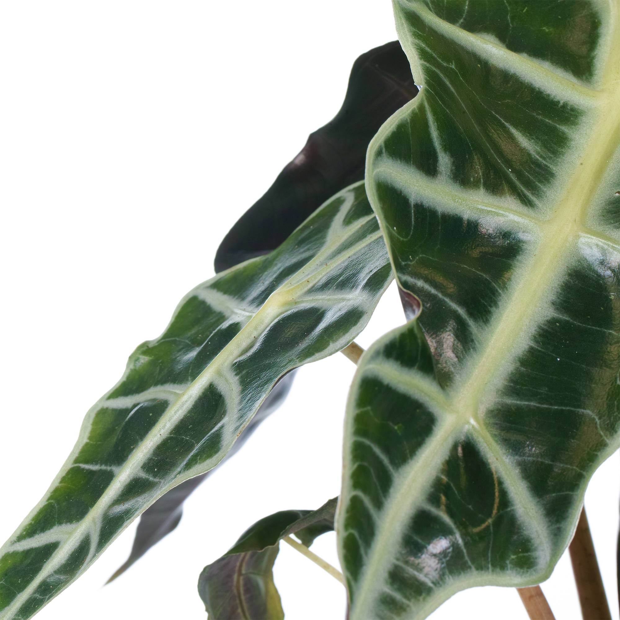 Gardenersdream - 1 Alocasia Polly Plante D’Intérieur Oreille D’Éléphant 40 Cm Avec Pot - GardenersDream - Imagen 3