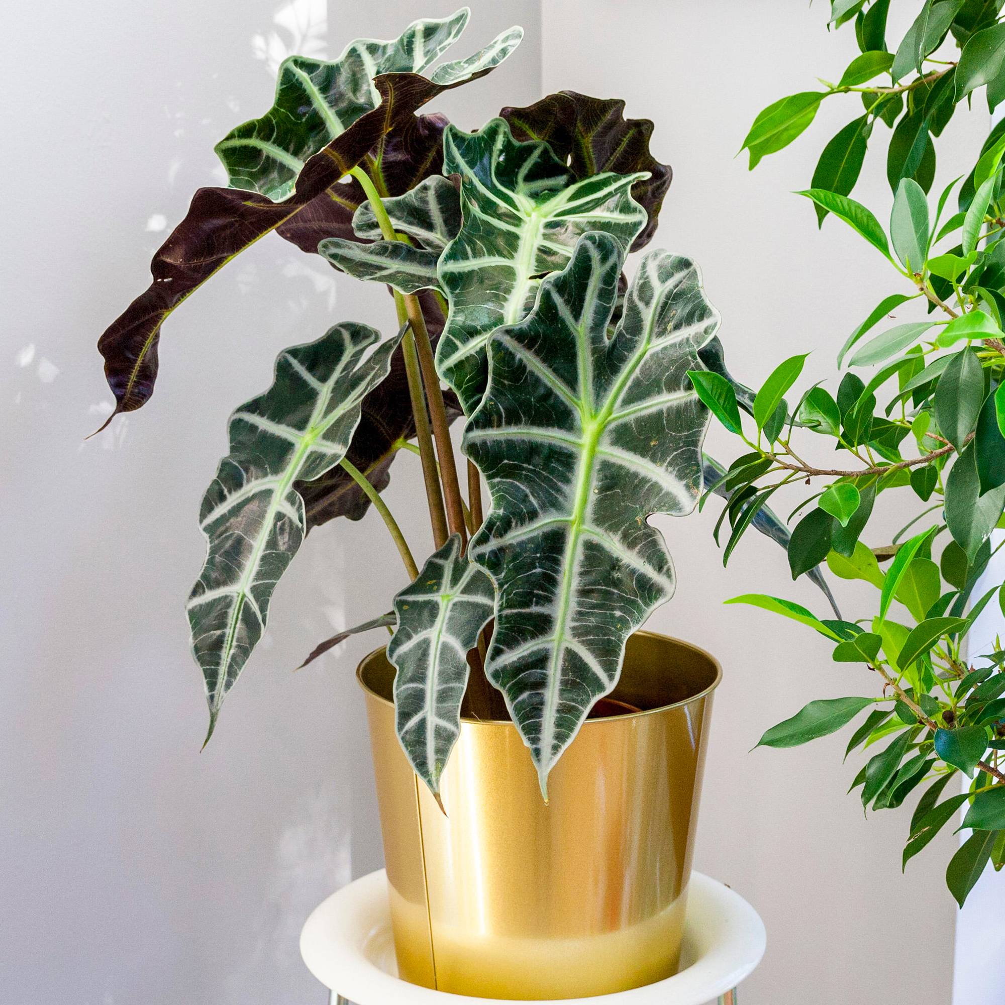 Gardenersdream - 1 Alocasia Polly Plante D’Intérieur Oreille D’Éléphant 40 Cm Avec Pot - GardenersDream - Imagen 1