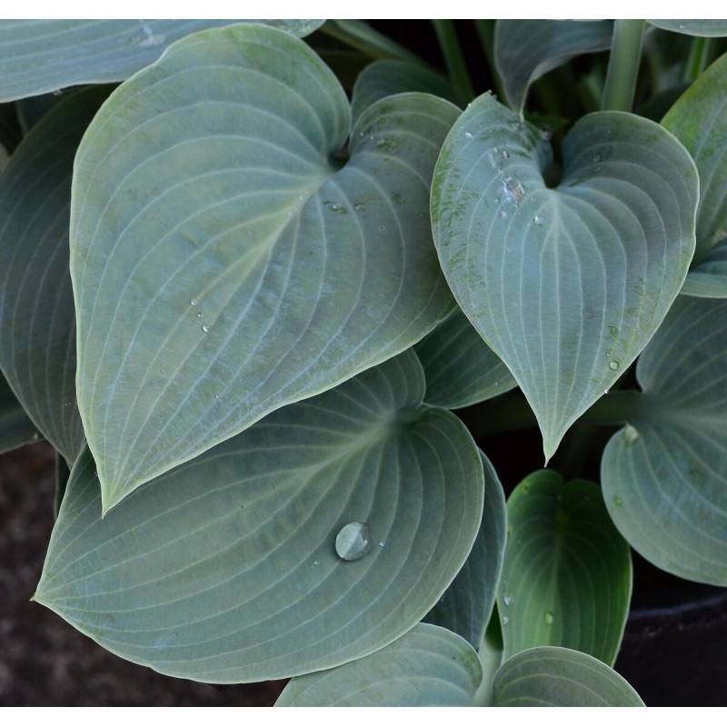Hosta Bressingham Blue à fleurs Bleue/Violette - feuillage Caduc - Pot de 3L - 20/40 cm - Imagen 1