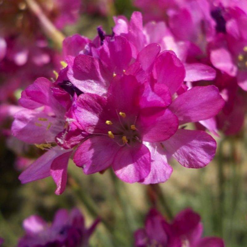 3 Gazons d'Espagne (Armeria maritima) - Lot de 3 vivaces - Pépinières Naudet