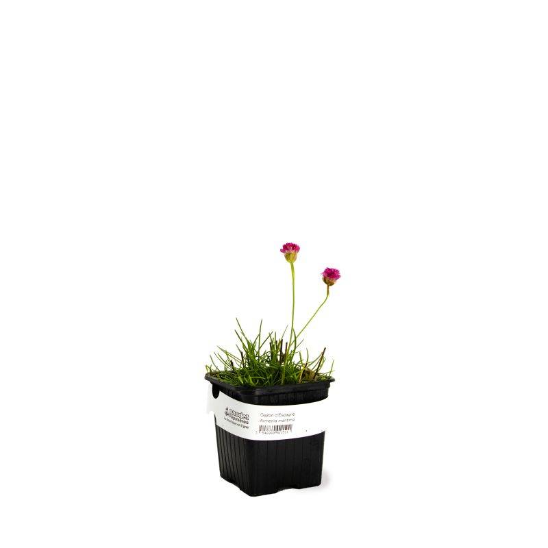 3 Gazons d'Espagne (Armeria maritima) - Lot de 3 vivaces - Pépinières Naudet - Image 2