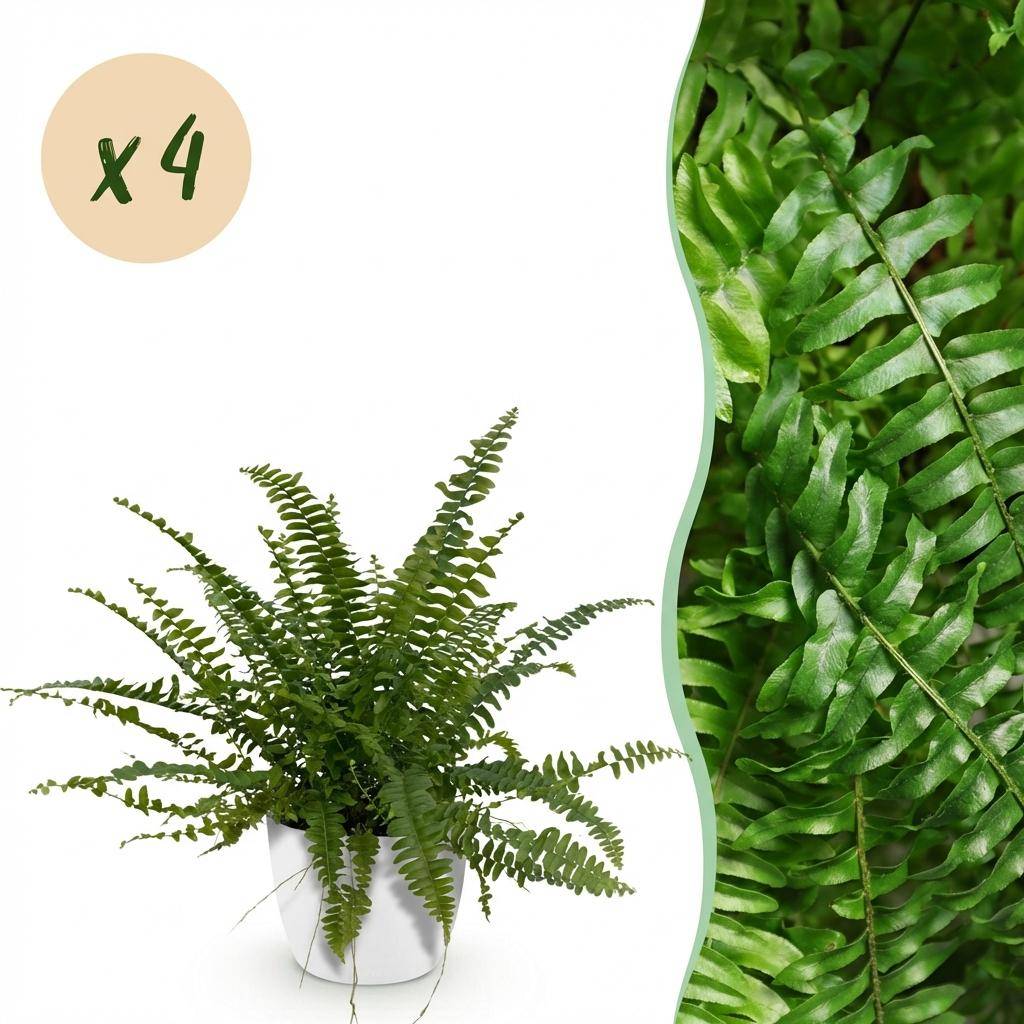 Nephrolepsis exaltata Green Lady - Pet-friendly - Pot de 12cm - Hauteur 25-30cm - 4 plantes - Blanc - Plantes d'intérieur