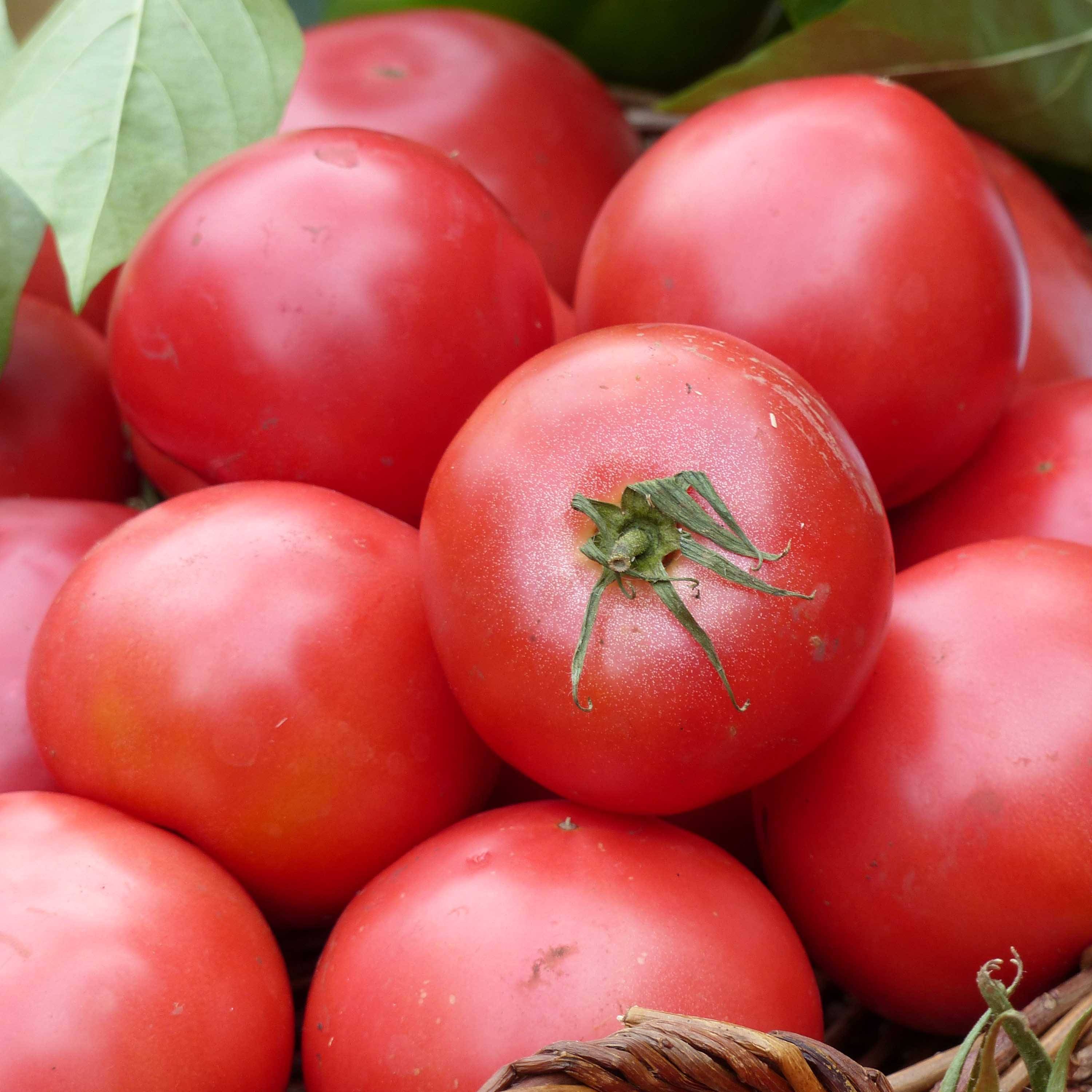 Tomate Fuji Pink F1 en plants Mini-motte Ø 3/4 cm, Livré en hauteur de 5 à 10 cm (par 5)