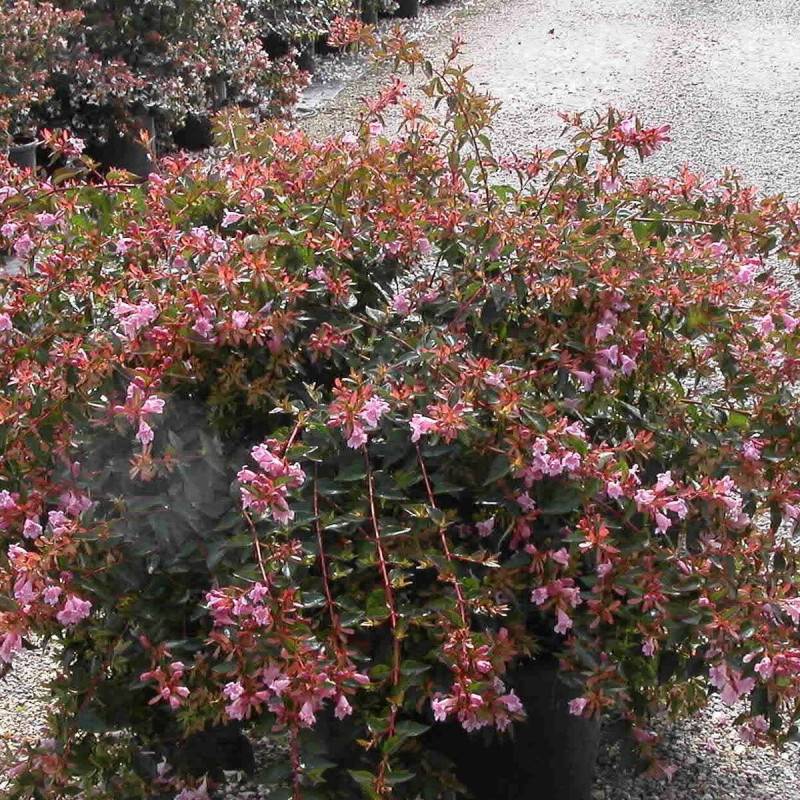 Abelia Edward Goucher, Abélia Edouard Goucher à fleurs Rose - feuillage Persistant - Godet - 5/20 cm-  hauteur à maturité De 1,00 m à 1,50 m - Imagen 2