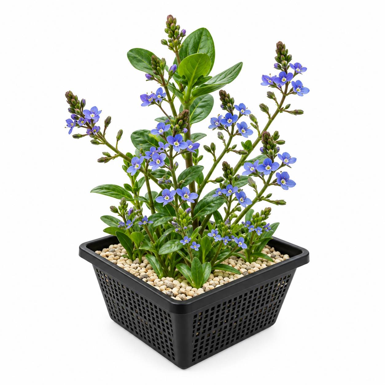 Véronique des ruisseaux - Veronica beccabunga - Lot de 4 avec panier - Image 1