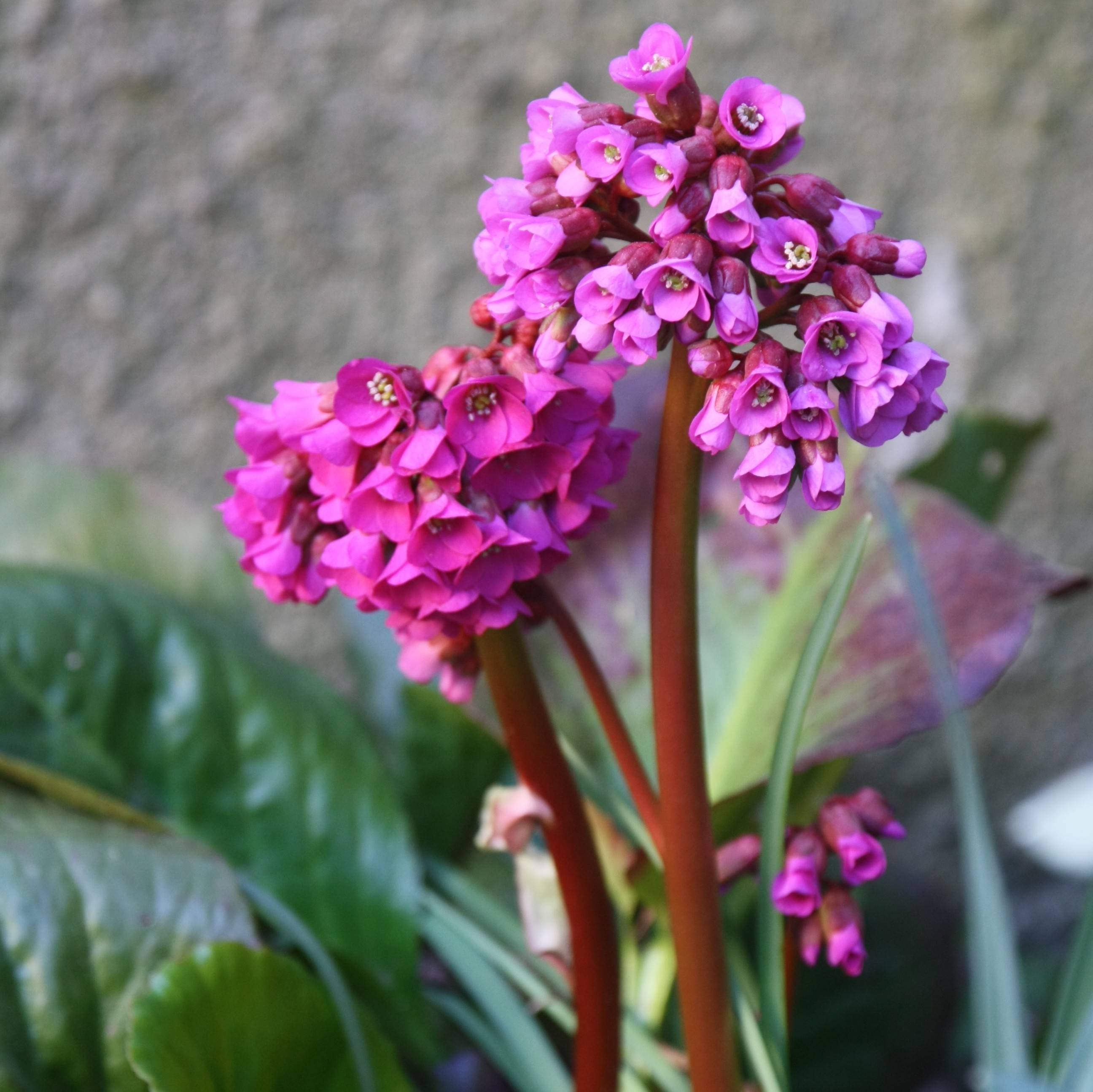 Bergenia purpurascens - Plante des savetiers Godet de 8/9 cm - Image 1