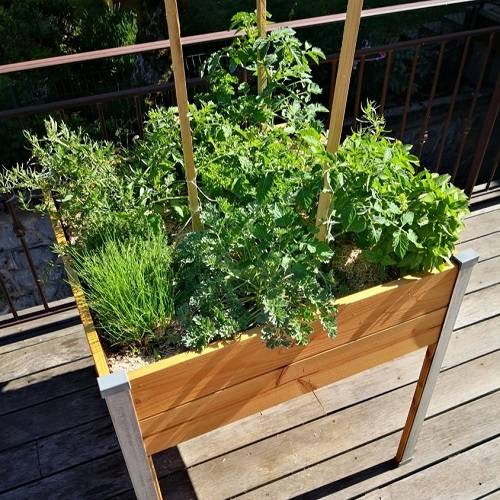 Mon Petit Potager - Bac potager sur pieds Design - Bois Douglas non traité - 80 x 75 x H80cm - mon PETIT POTAGER - Image 4