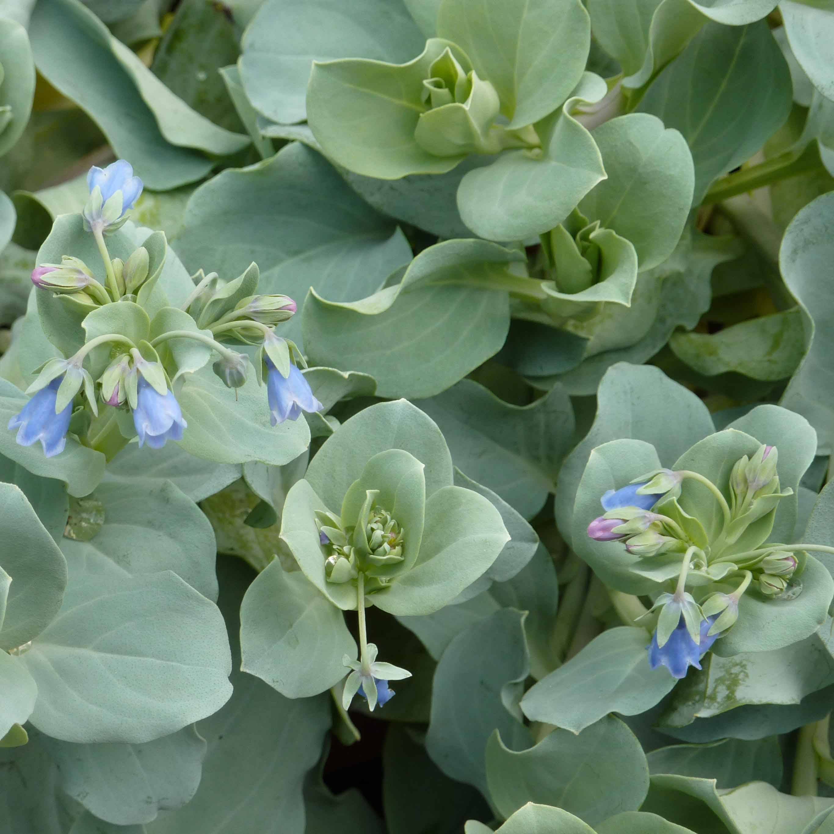 Mertensia maritima - Huître végétale   Pot de 1L/1,5L