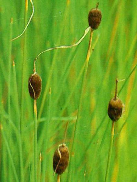 Petite massette - Typha minima Godet de 8/9 cm
