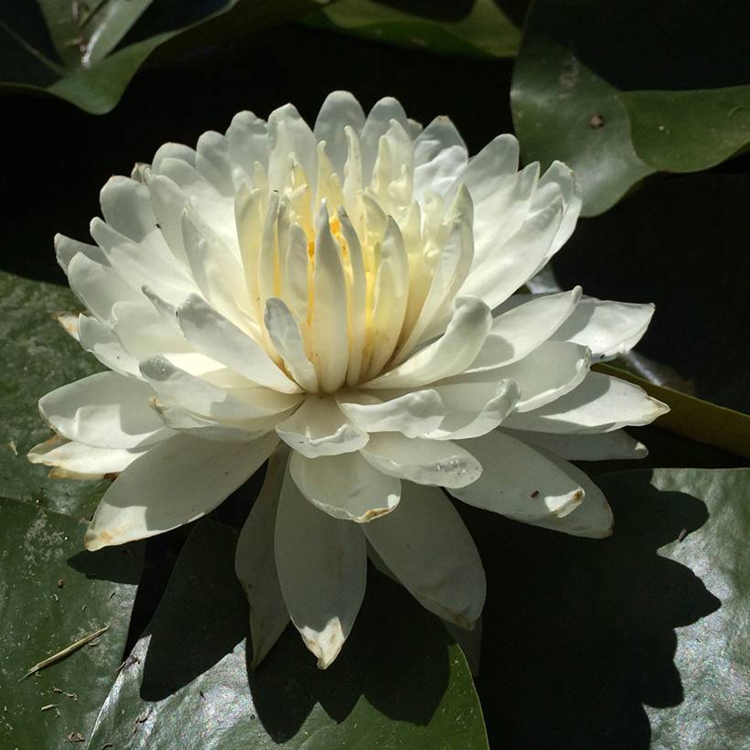 Promesse de Fleurs - Nymphaea White 1000 Petals - Nénuphar rustique blanc Pot de 1,5L/2L
