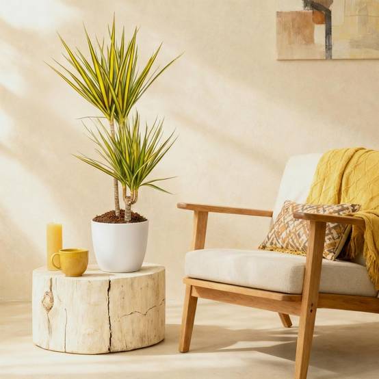 La Green Touch - Dracaena Sunray - H95cm - Image 4