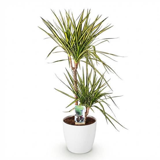 La Green Touch - Dracaena Sunray - H95cm - Image 3