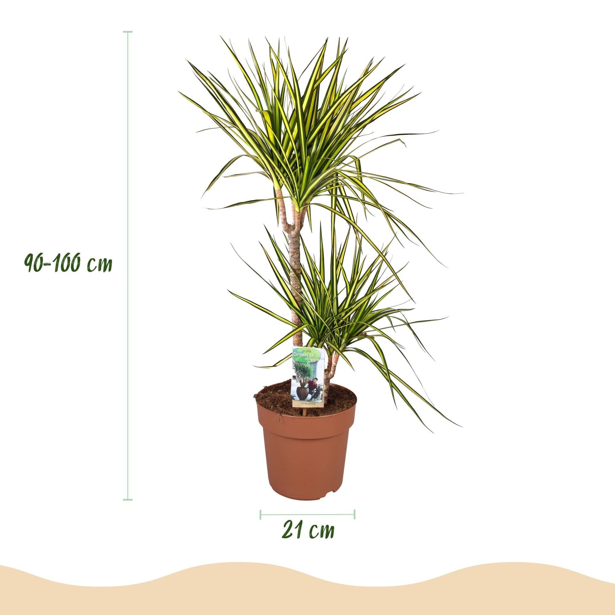 La Green Touch - Dracaena Sunray - H95cm - Image 2