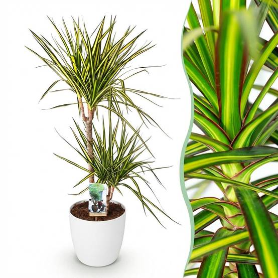 La Green Touch - Dracaena Sunray - H95cm - Image 1