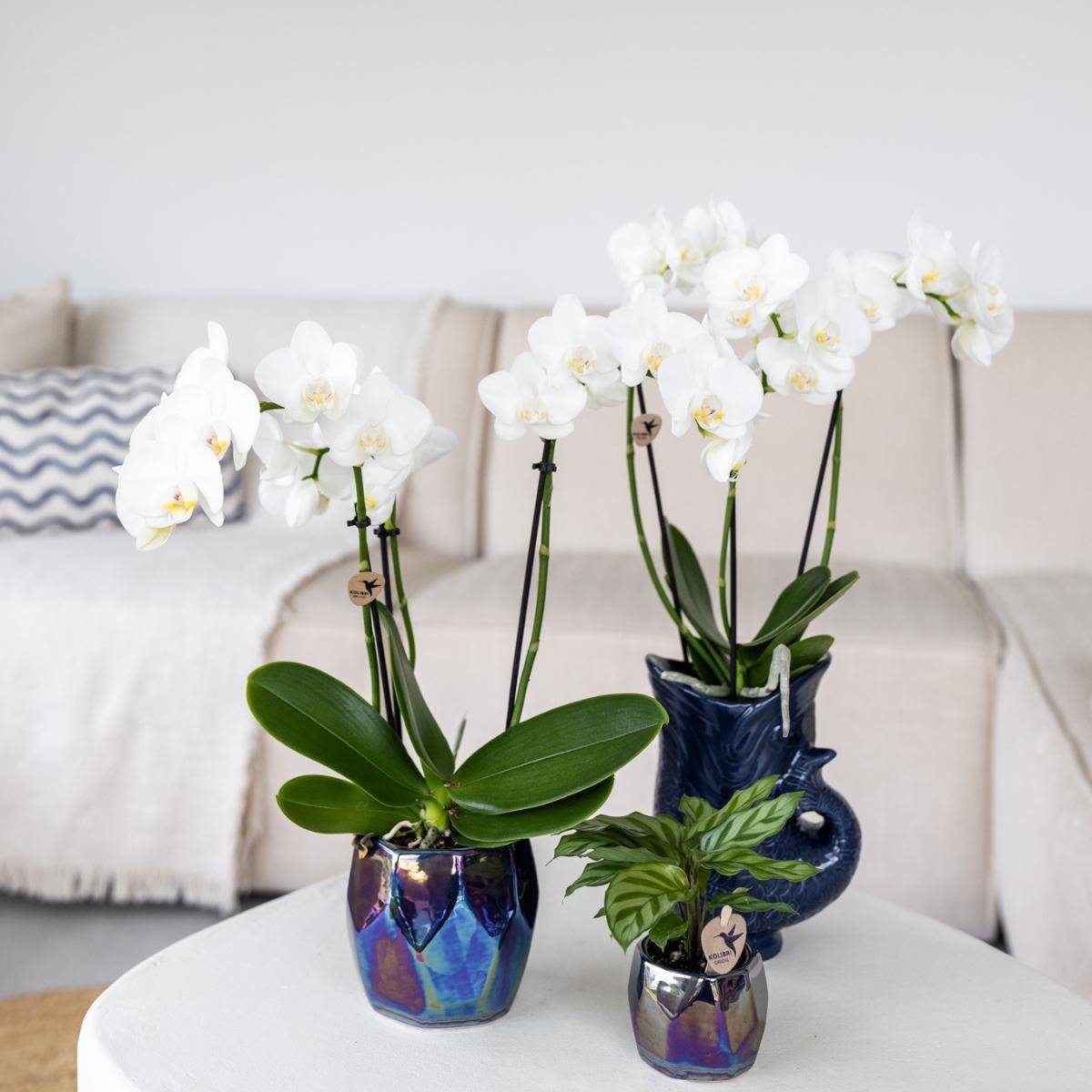 Pot Pearl bleu finitions brillantes- La Green Touch - Imagen 2