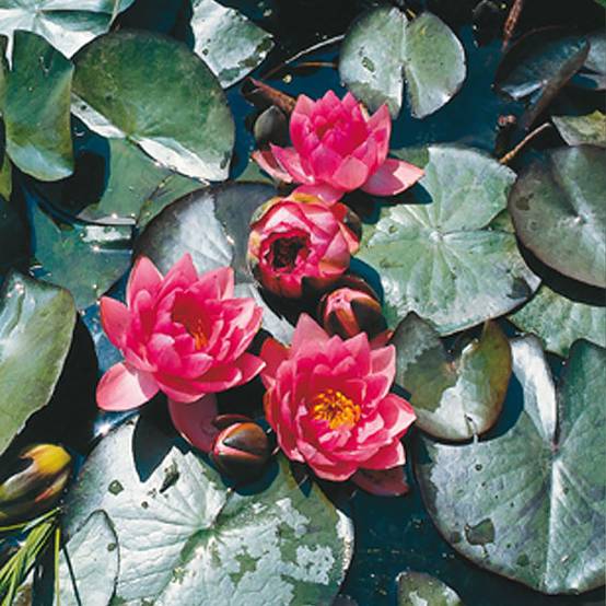 Nymphaea James Brydon - Nénuphar rustique Pot de 1L/1,5L