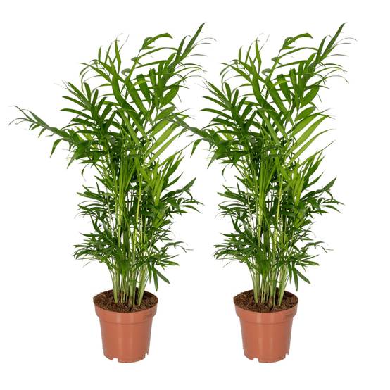 La Green Touch - Chamaedorea Elegans (Palmier de Montagne Mexicain) - D12 H40cm - Image 8