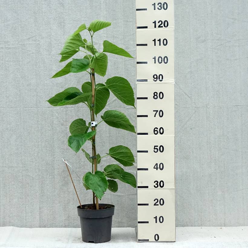 Promesse de Fleurs - Morus alba Giant Fruit - Mûrier blanc Pot de 3L/4L - Image 2
