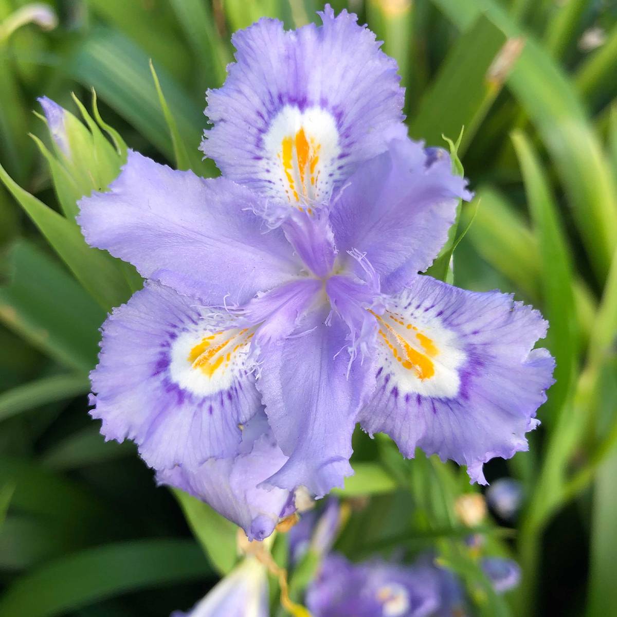 Iris confusa Martyn Rix - Iris bambou Pot de 3L/4L