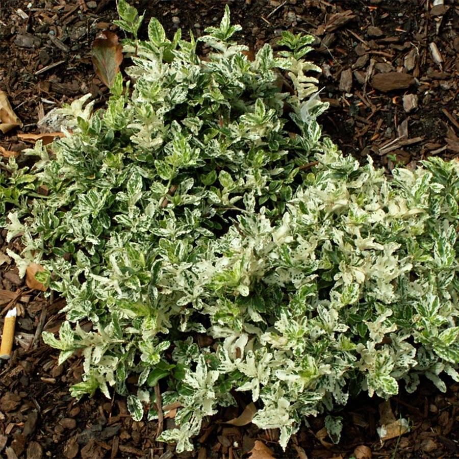 Euonymus fortunei Harlequin - Fusain persistant panaché Pot de 2L/3L - Image 1