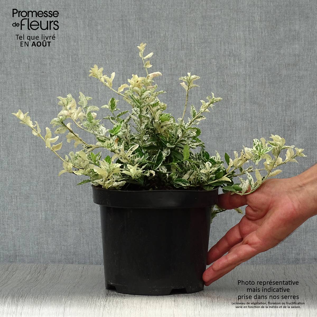Euonymus fortunei Harlequin - Fusain persistant panaché Pot de 2L/3L - Image 2