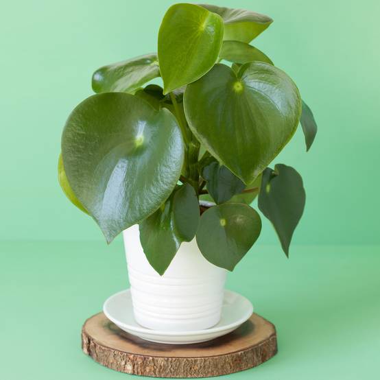 Gardenersdream - 1 Peperomia Polybotrya Raindrop| Plante D'Intérieur En Pot Pour La Maison Ou Le Bureau - GardenersDream - Image 1
