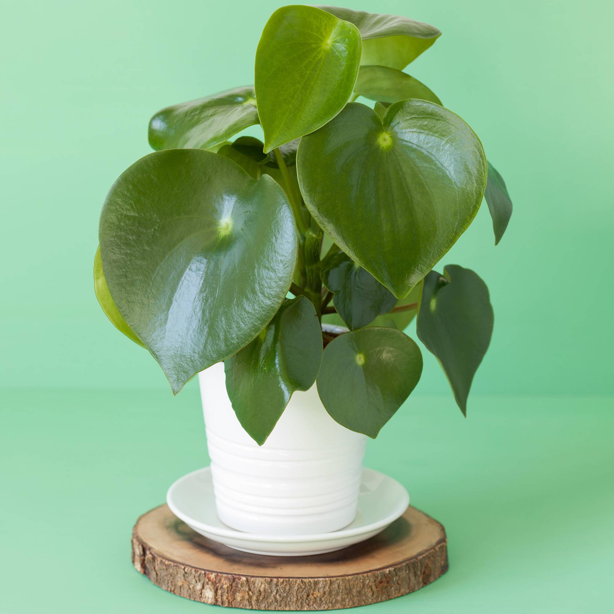 Gardenersdream - 1 Peperomia Polybotrya Raindrop| Plante D'Intérieur En Pot Pour La Maison Ou Le Bureau - GardenersDream - Image 1
