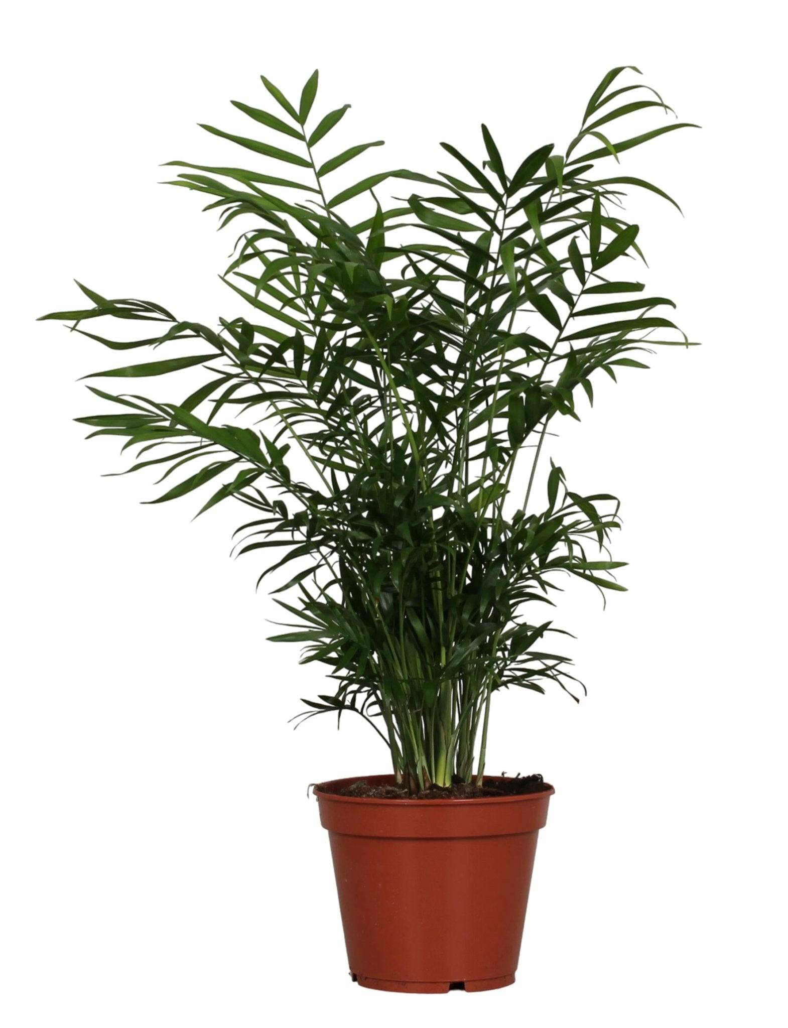 La Green Touch - Chamaedorea Elegans - D17 H55cm - Image 2