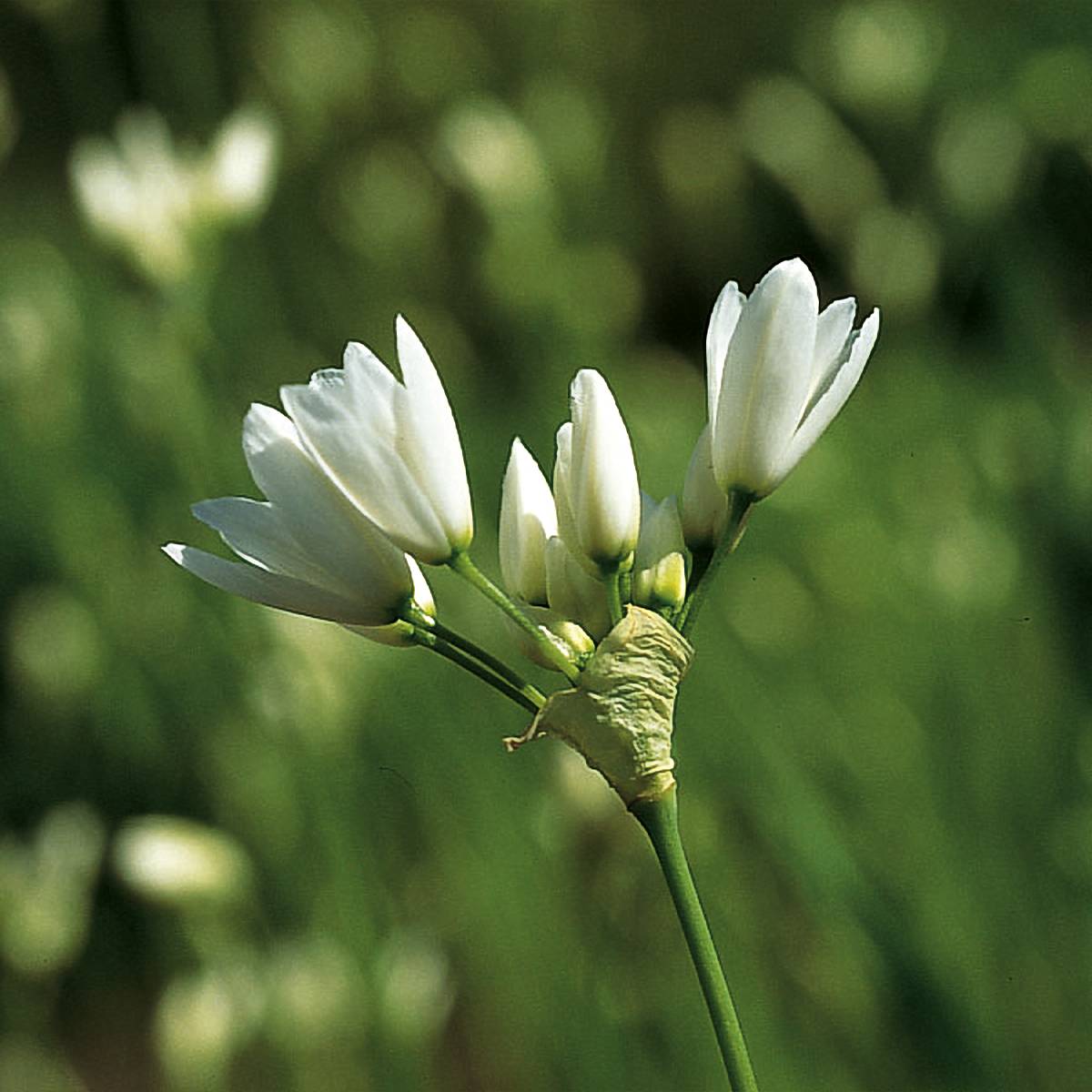 Promesse de Fleurs - Allium zebdanense - Ail du Liban Bulbe calibre 4+ (par 10)