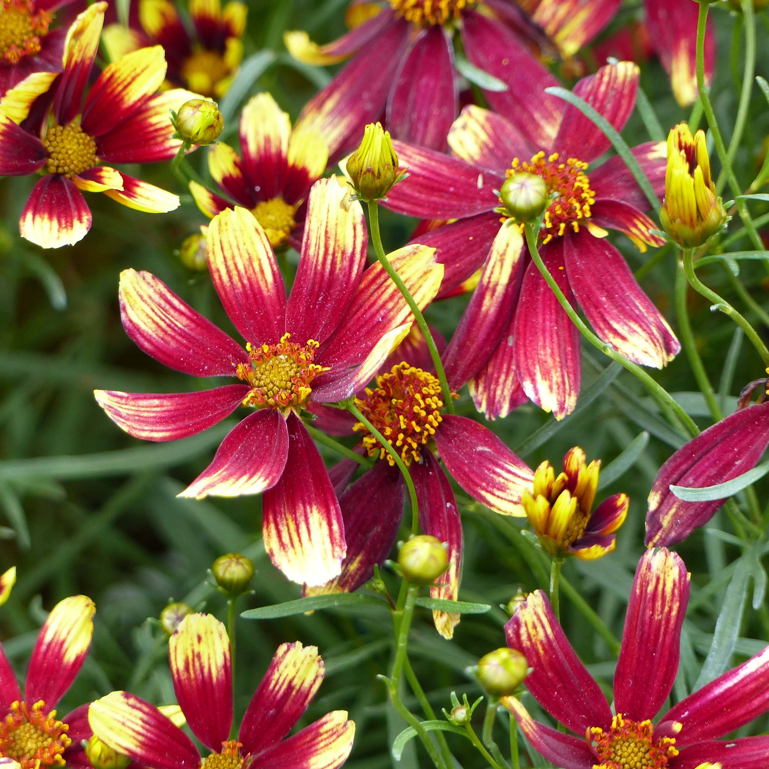 Promesse de Fleurs - Coreopsis verticillata Bengal Tiger - Coréopsis verticillé Godet de 8/9 cm