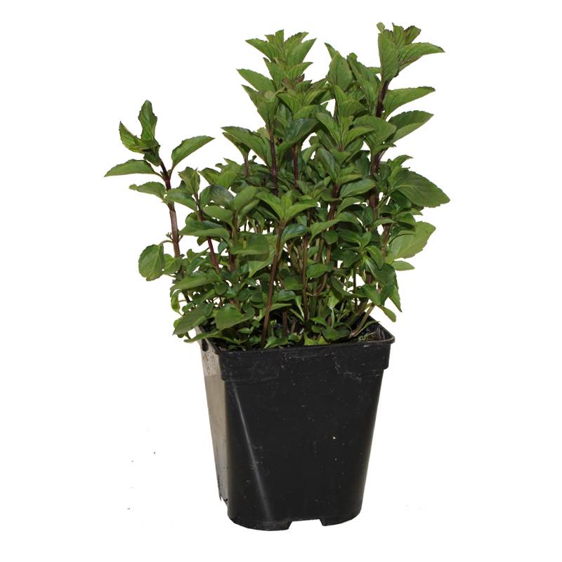 Fleuron D'Anjou - Menthe orange pot 1 litre - Image 1
