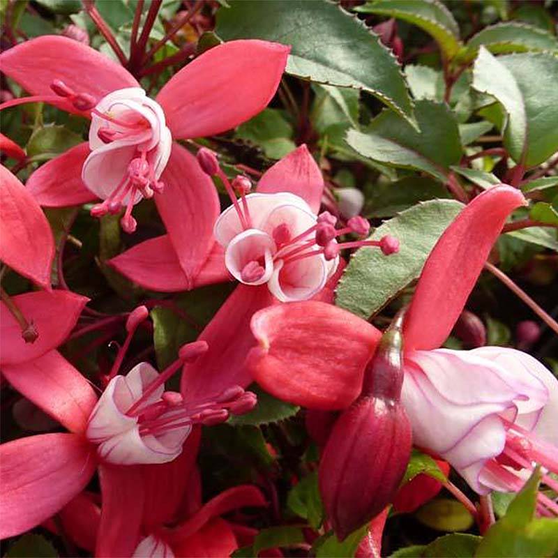 Fuchsia rustique Mme Cornelissen Godet de 7/8 cm