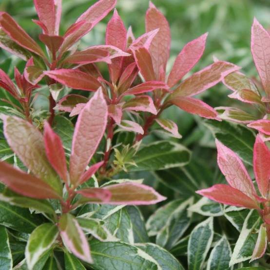 Andromède du Japon Flaming Silver, Pieris à fleurs Blanche - feuillage Persistant - Pot de 3L - 20/40 cm- hauteur à maturité De 1,00 m à 1,50 m - Image 1