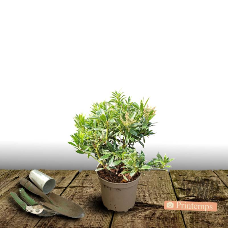 Andromède du Japon Flaming Silver, Pieris à fleurs Blanche - feuillage Persistant - Pot de 3L - 20/40 cm-  hauteur à maturité De 1,00 m à 1,50 m - Image 5