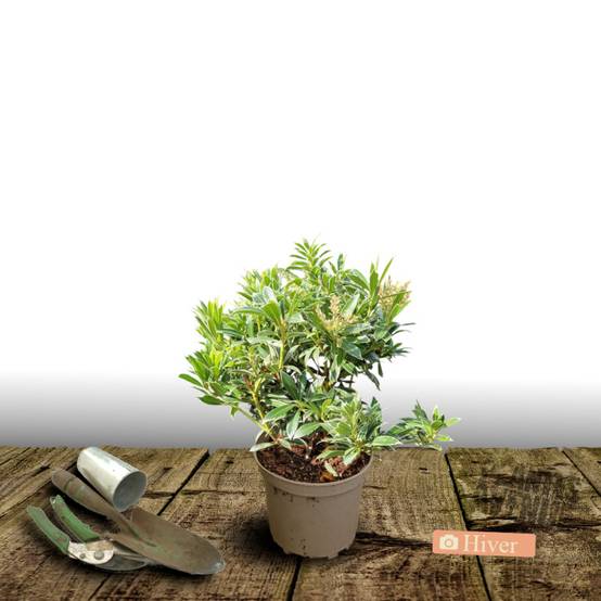 Andromède du Japon Flaming Silver, Pieris à fleurs Blanche - feuillage Persistant - Pot de 3L - 20/40 cm- hauteur à maturité De 1,00 m à 1,50 m - Image 4