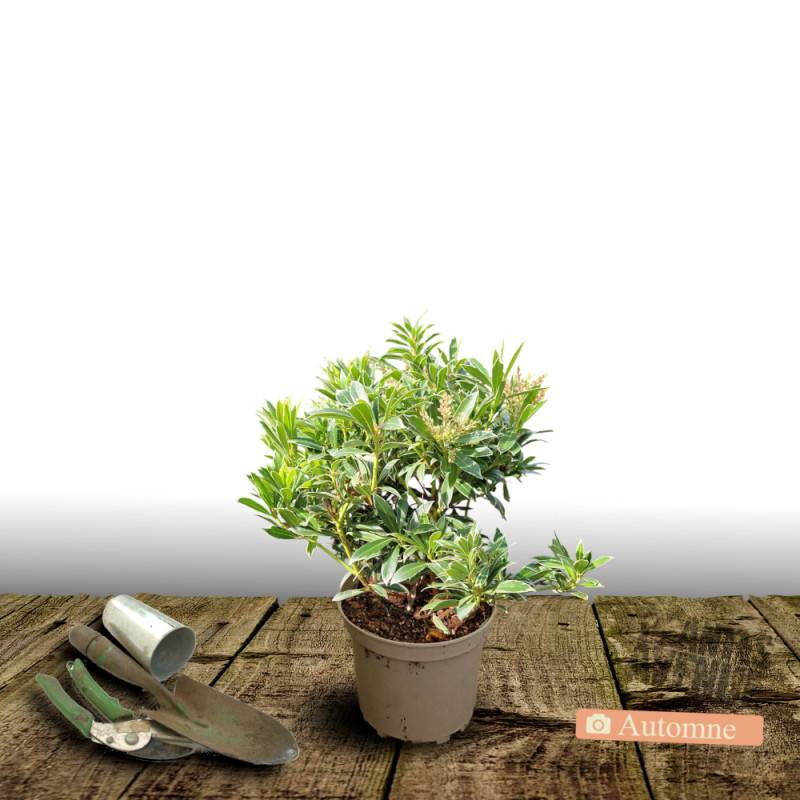 Andromède du Japon Flaming Silver, Pieris à fleurs Blanche - feuillage Persistant - Pot de 3L - 20/40 cm-  hauteur à maturité De 1,00 m à 1,50 m - Image 2