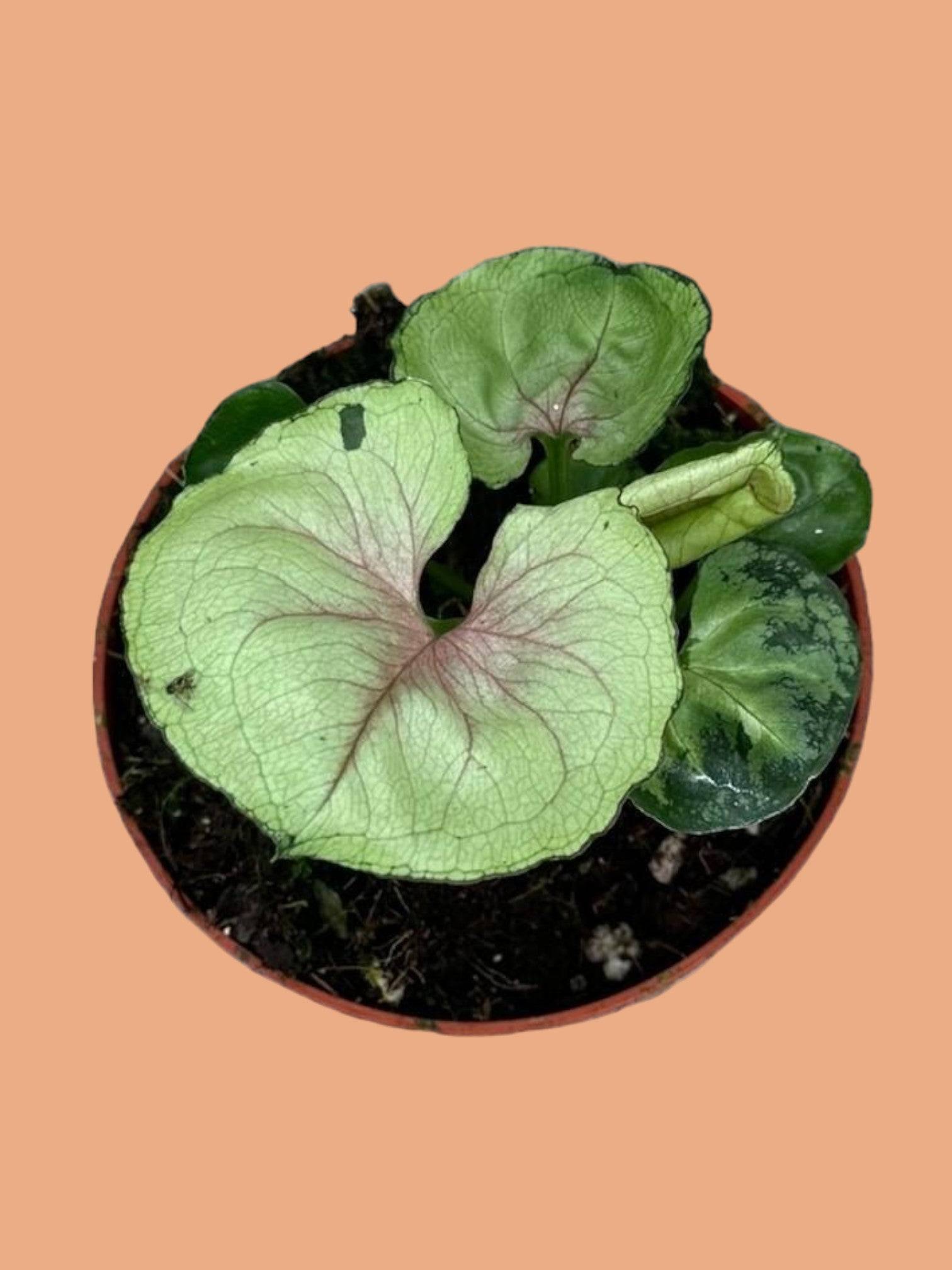 Syngonium Bob Allusion- La Green Touch